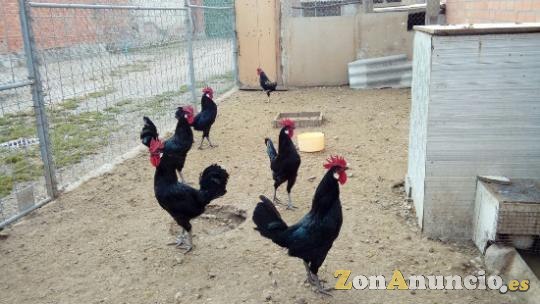 GALLOS CASTELLANOS